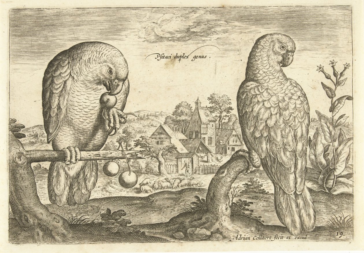 Zwei Papageien in einer Landschaft (Avivm Vivae, Vogels) von Adriaen Collaert