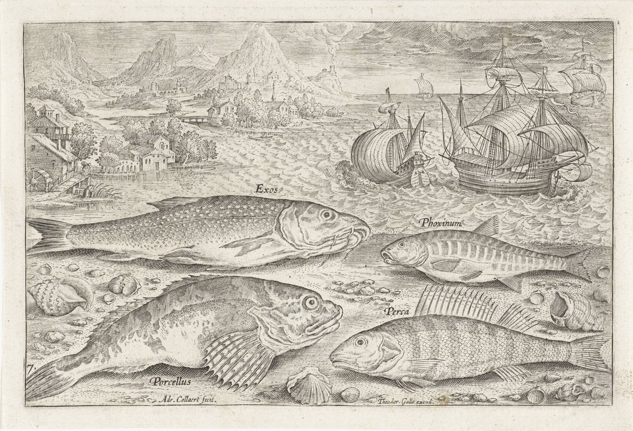 Vier vissen auf dem Strand von Adriaen Collaert