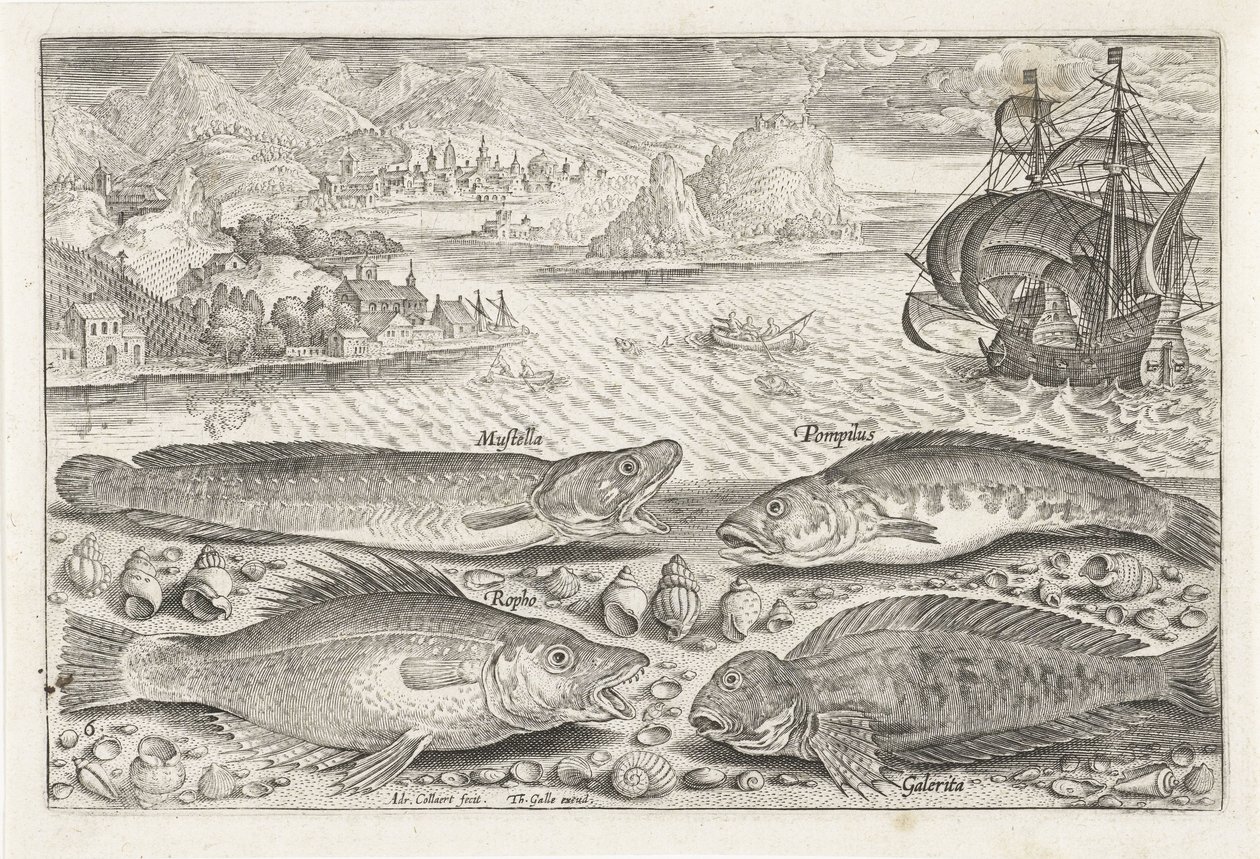 Vier Fische am Strand von Adriaen Collaert
