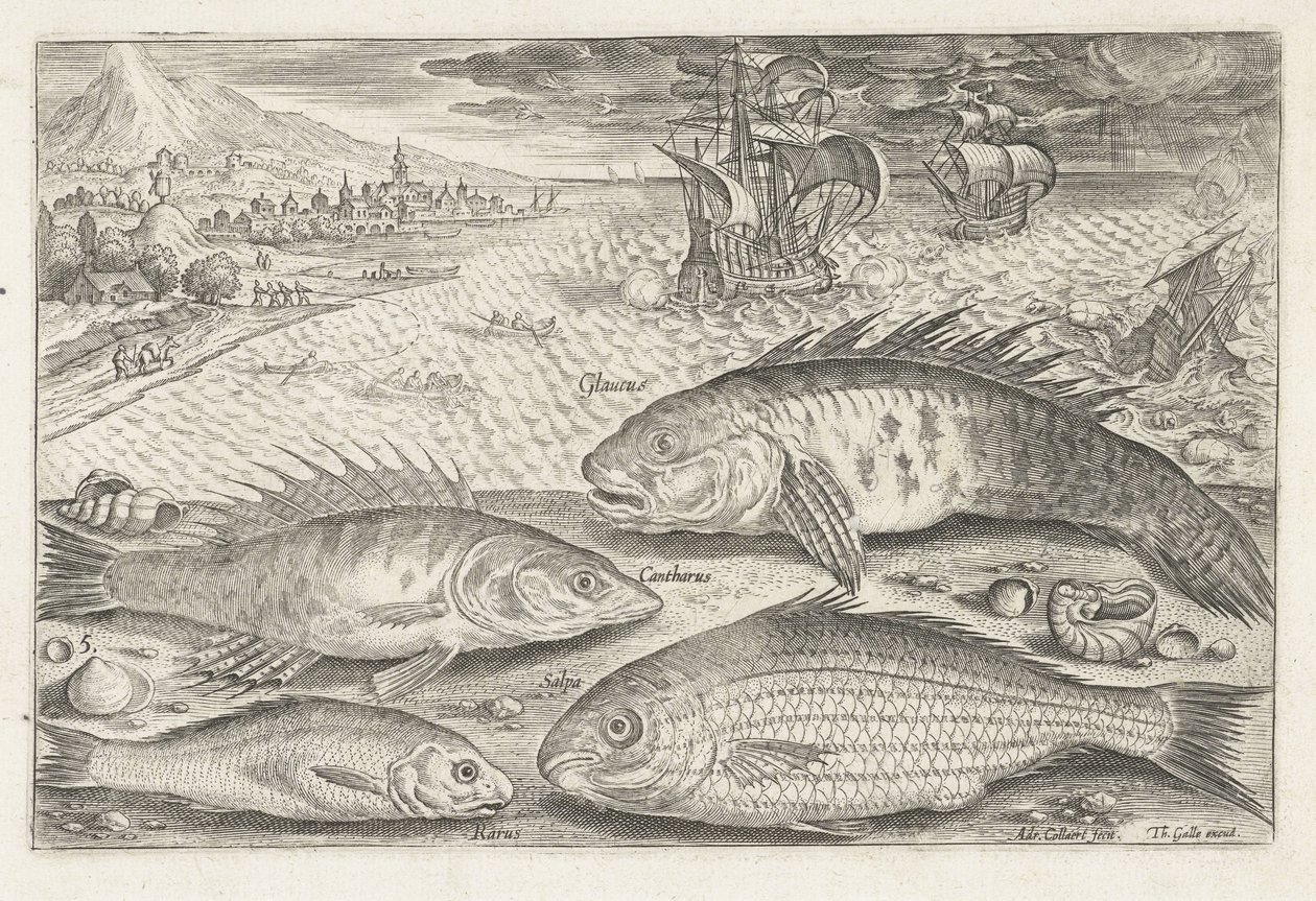 Vier Fische am Strand (Serie: Vissen, Piscivm vivae icones) von Adriaen Collaert