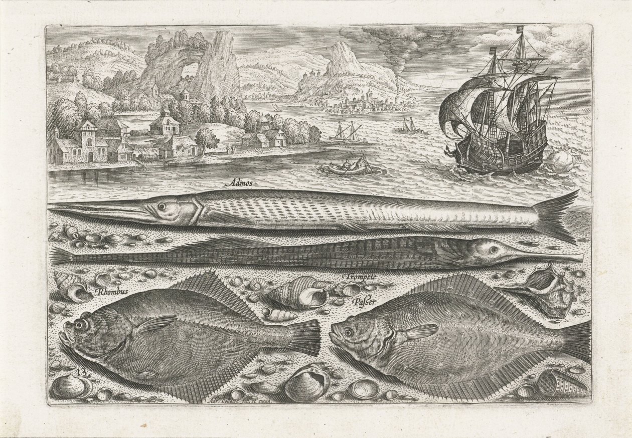 Vier Fische am Strand von Adriaen Collaert