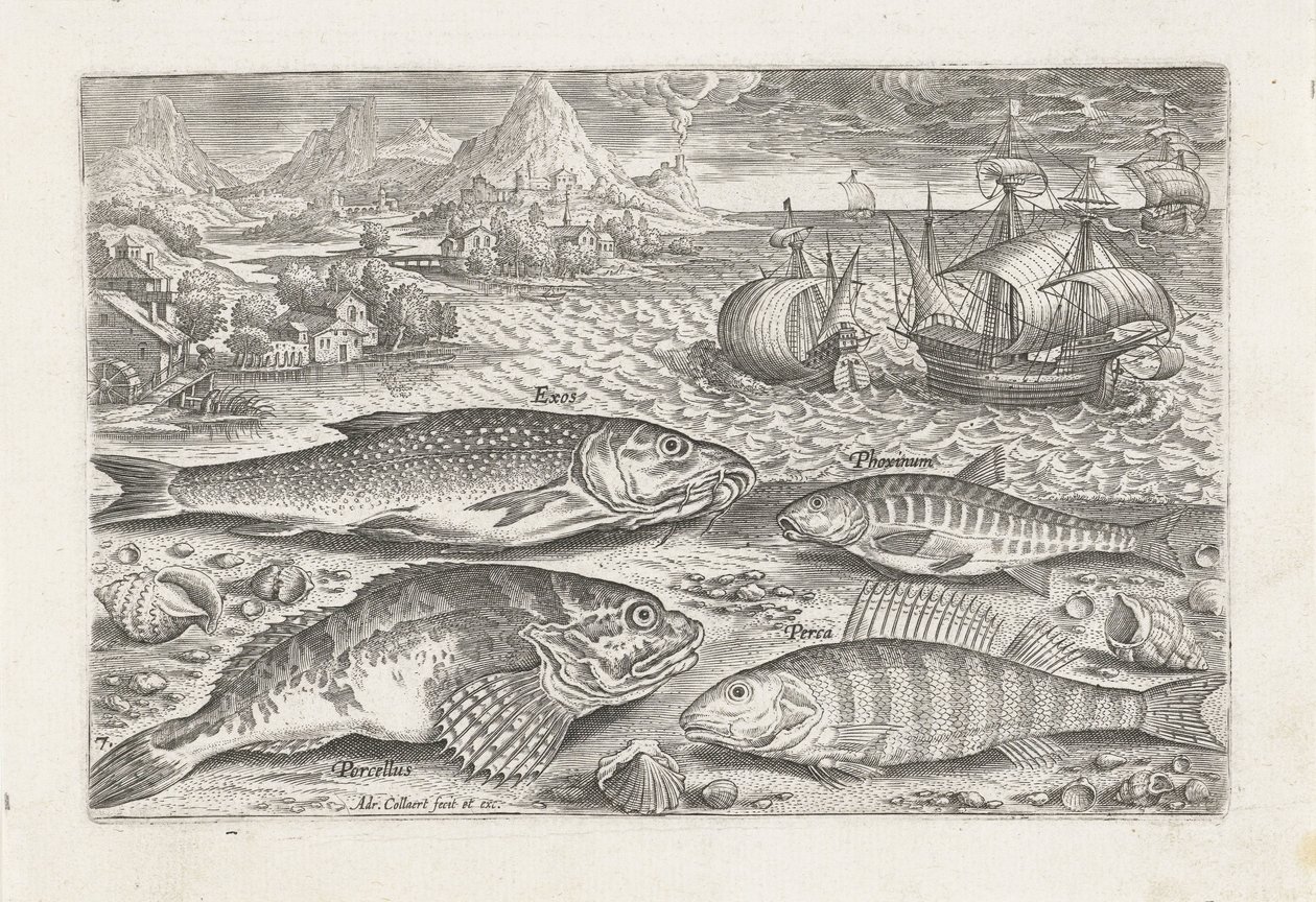 Vier Fische am Strand von Adriaen Collaert