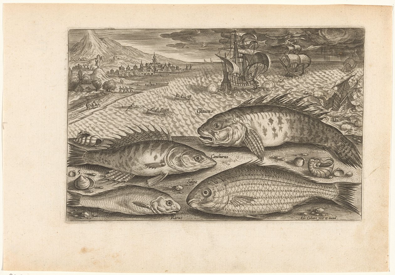 Vier Fische am Strand von Adriaen Collaert