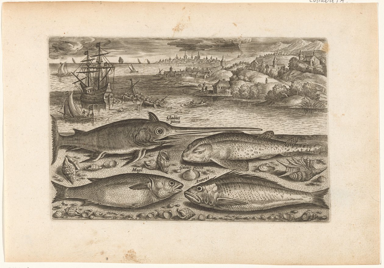 Vier Fische am Strand von Adriaen Collaert
