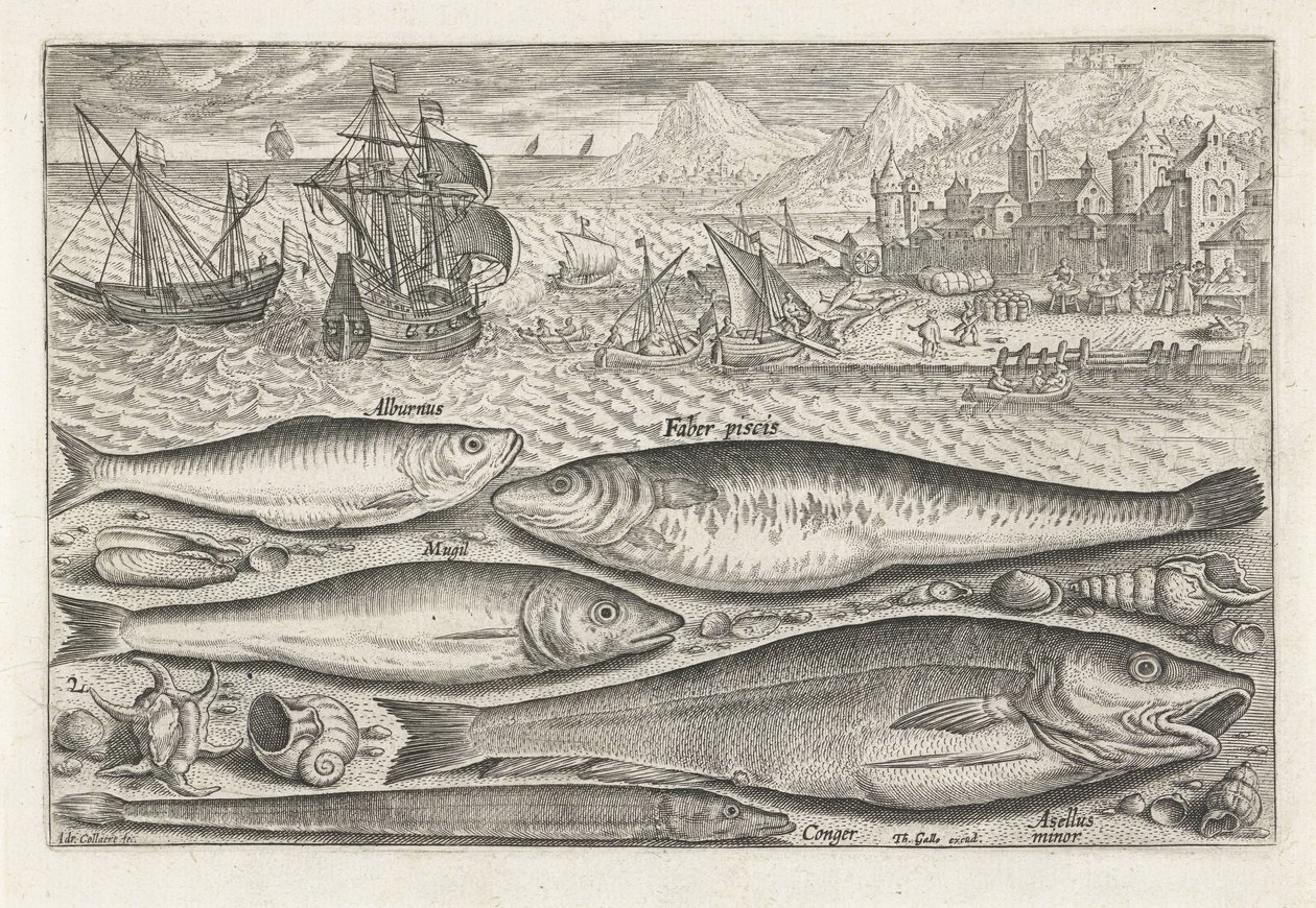 Fünf Fische am Strand von Adriaen Collaert