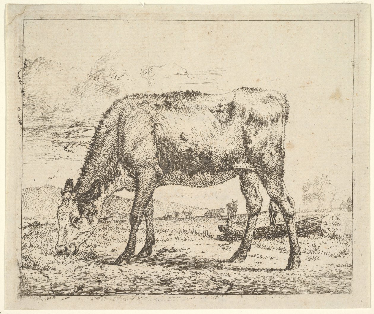 Weidendes Kalb, aus Verschiedene Tiere, 1658 von Adriaen van de Velde