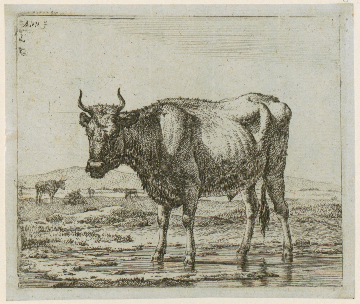 Im Wasser stehender Stier, Blatt 6 der Folge "Verschiedene Tiere" von Adriaen van de Velde