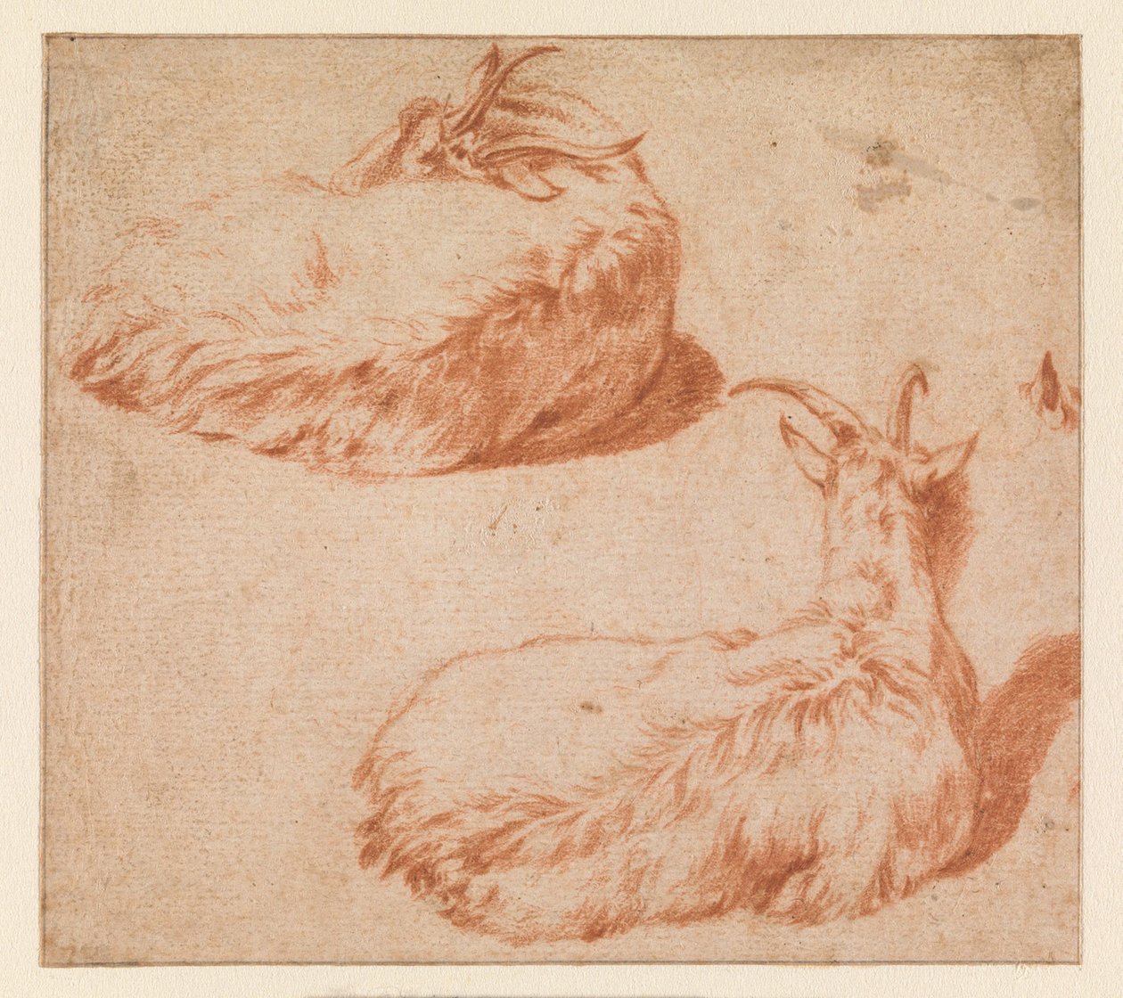 Zwei Studien einer liegenden Ziege, von hinten gesehen. (verso) Stehende Ziege (Gegenprobe) von Adriaen van de Velde