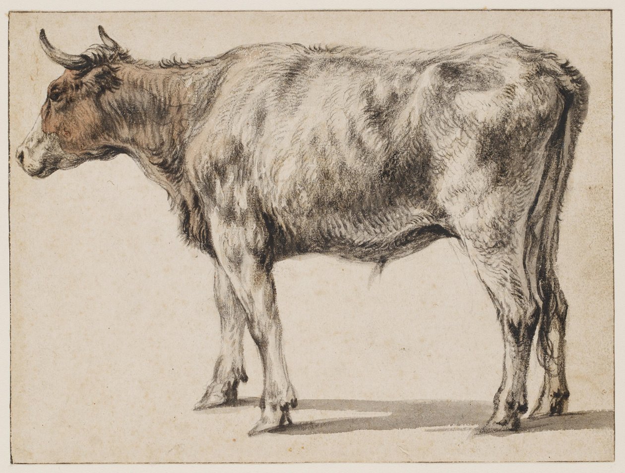Ein stehender junger Stier von Aelbert Cuyp