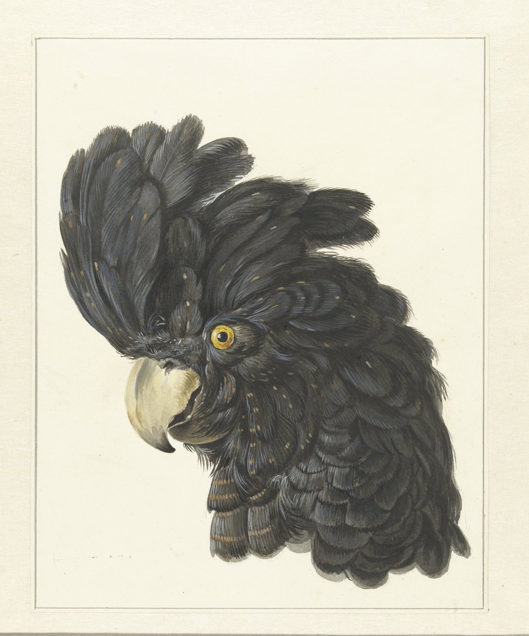 Kopf eines Kakadus von Aert Schouman