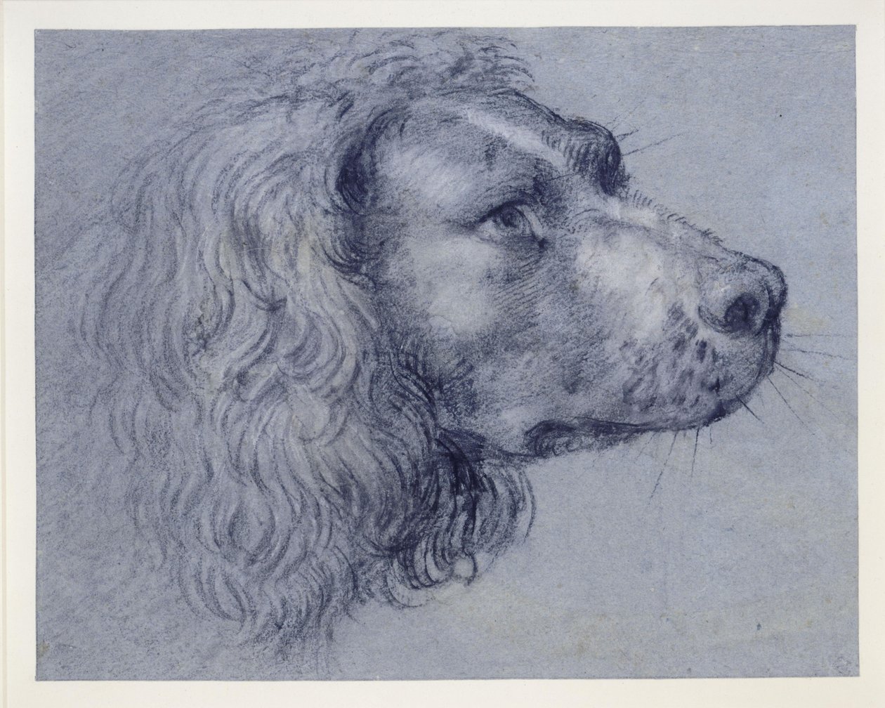 Kopfstudie eines Spaniels von Agostino Carracci