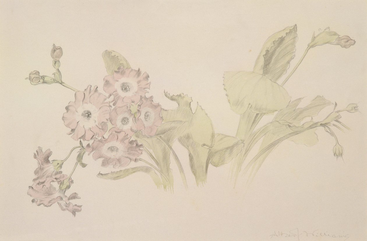 Aurikel von Albert Williams