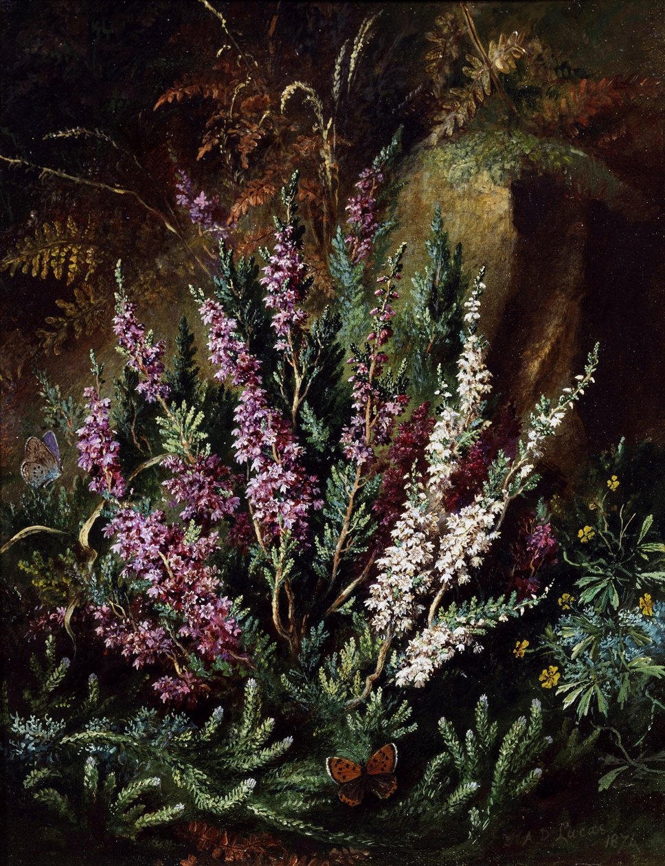 Stillleben mit Heidekraut und Schmetterlingen von Albert Durer Lucas