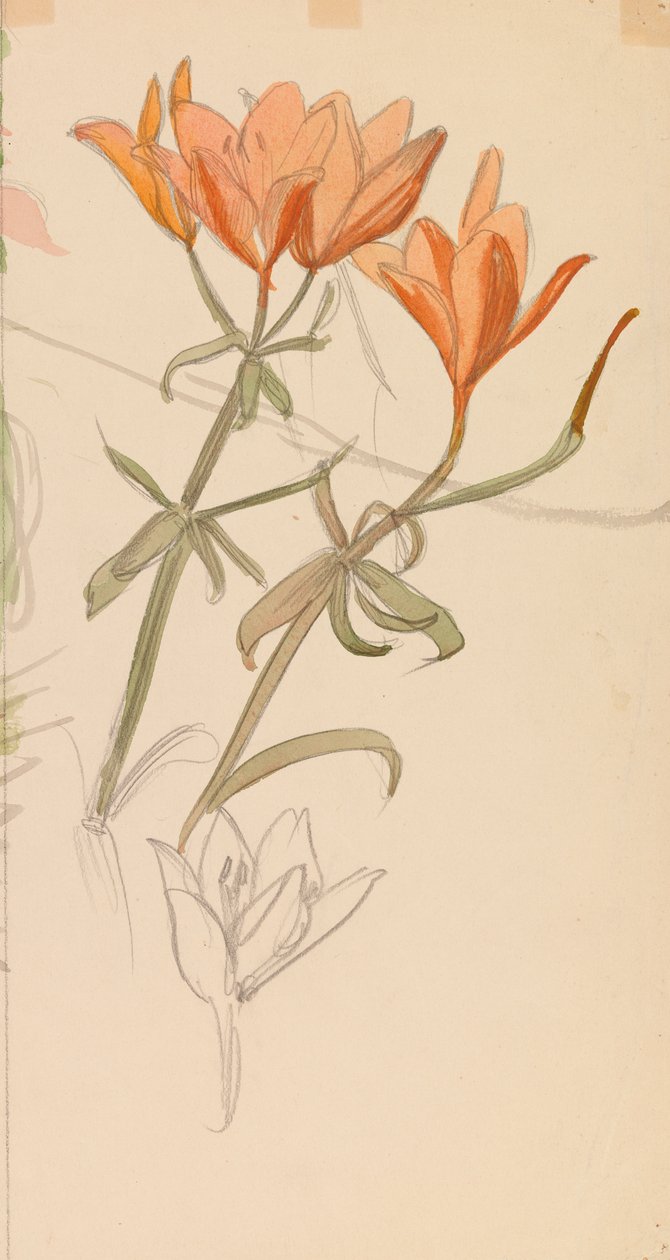 Orange Lilien von Albert Edelfelt