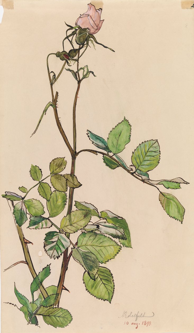 Rose von Albert Edelfelt