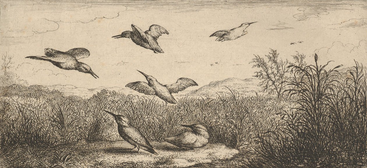 Alcedo, Martin-pescheur Der Eisvogel: Livre d