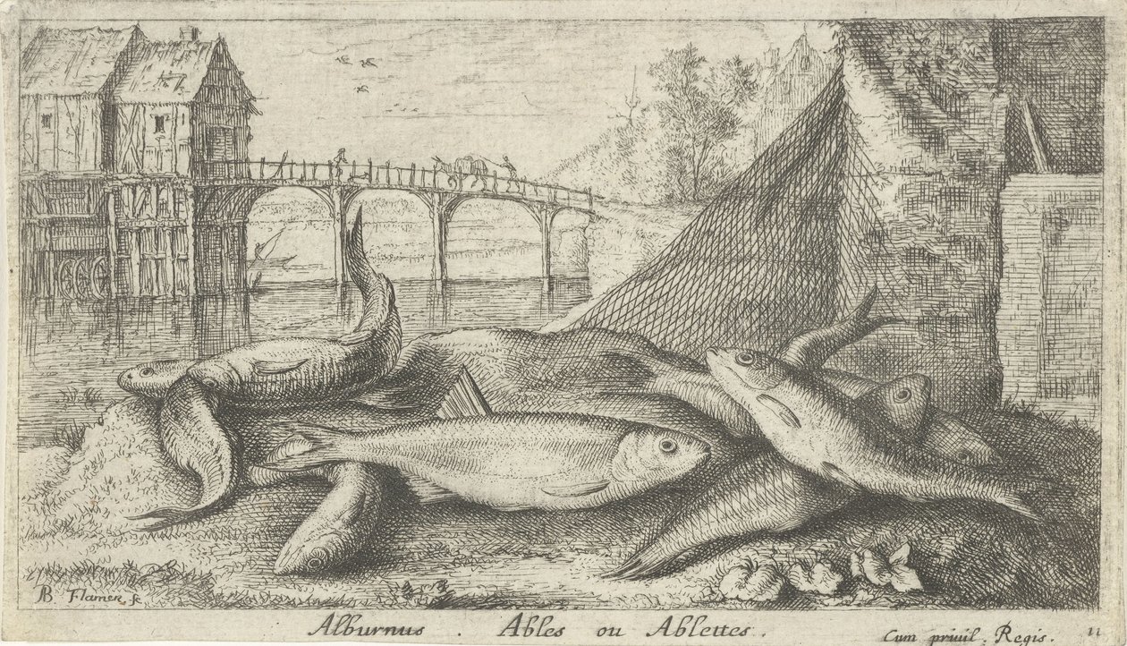 Alburnus am Flussufer von Albert Flamen