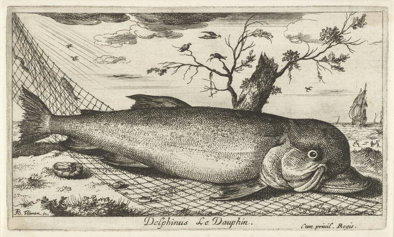 Delfin in einem Fischernetz von Albert Flamen