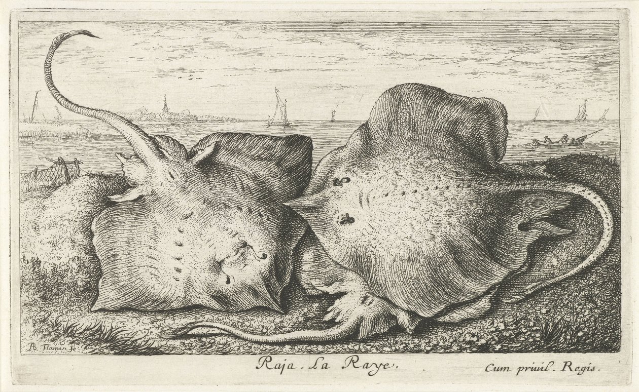 Drei Rochen am Strand von Albert Flamen