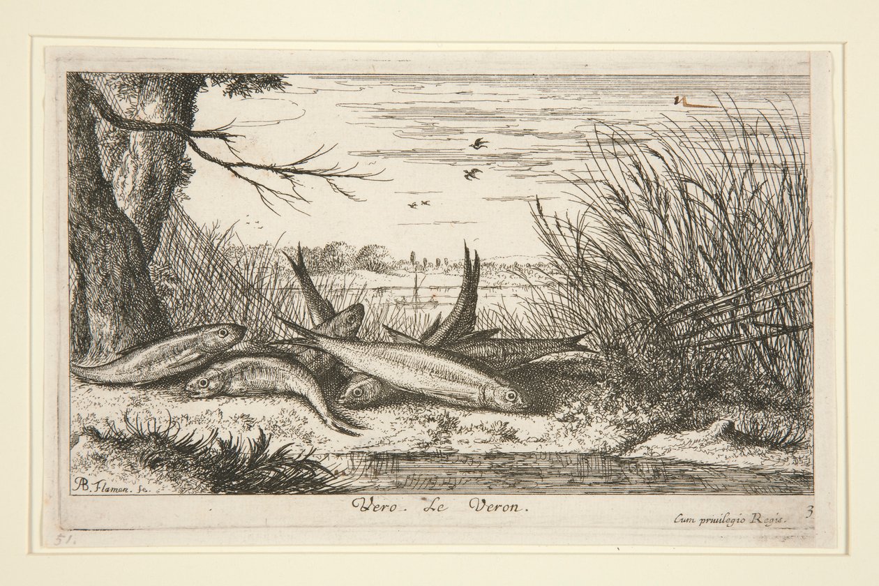 Der Gründling, aus dem zweiten Teil der Serie Süßwasserfische von Albert Flamen