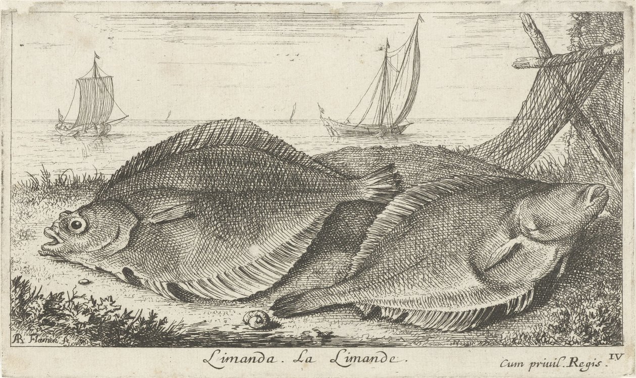 Zwei Schollen am Strand von Albert Flamen