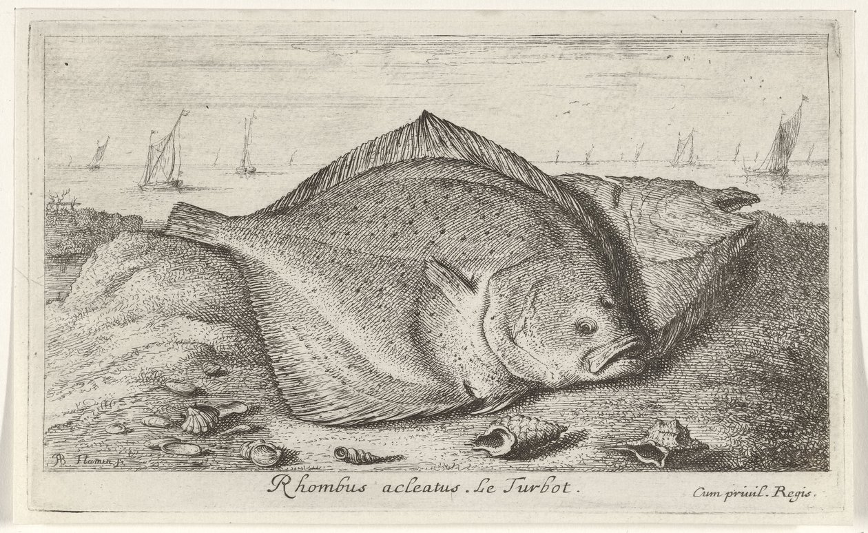 Zwei Steinbutte am Strand (Vissen en andere zeedieren - zoutwater derde reeks) von Albert Flamen