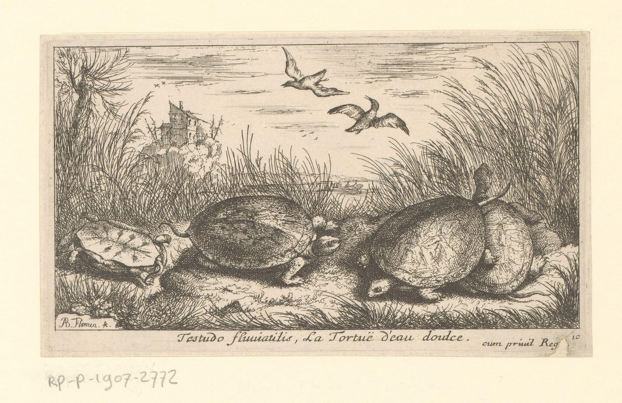 Vier Süßwasserschildkröten zwischen Gras und Schilf von Albert Flamen