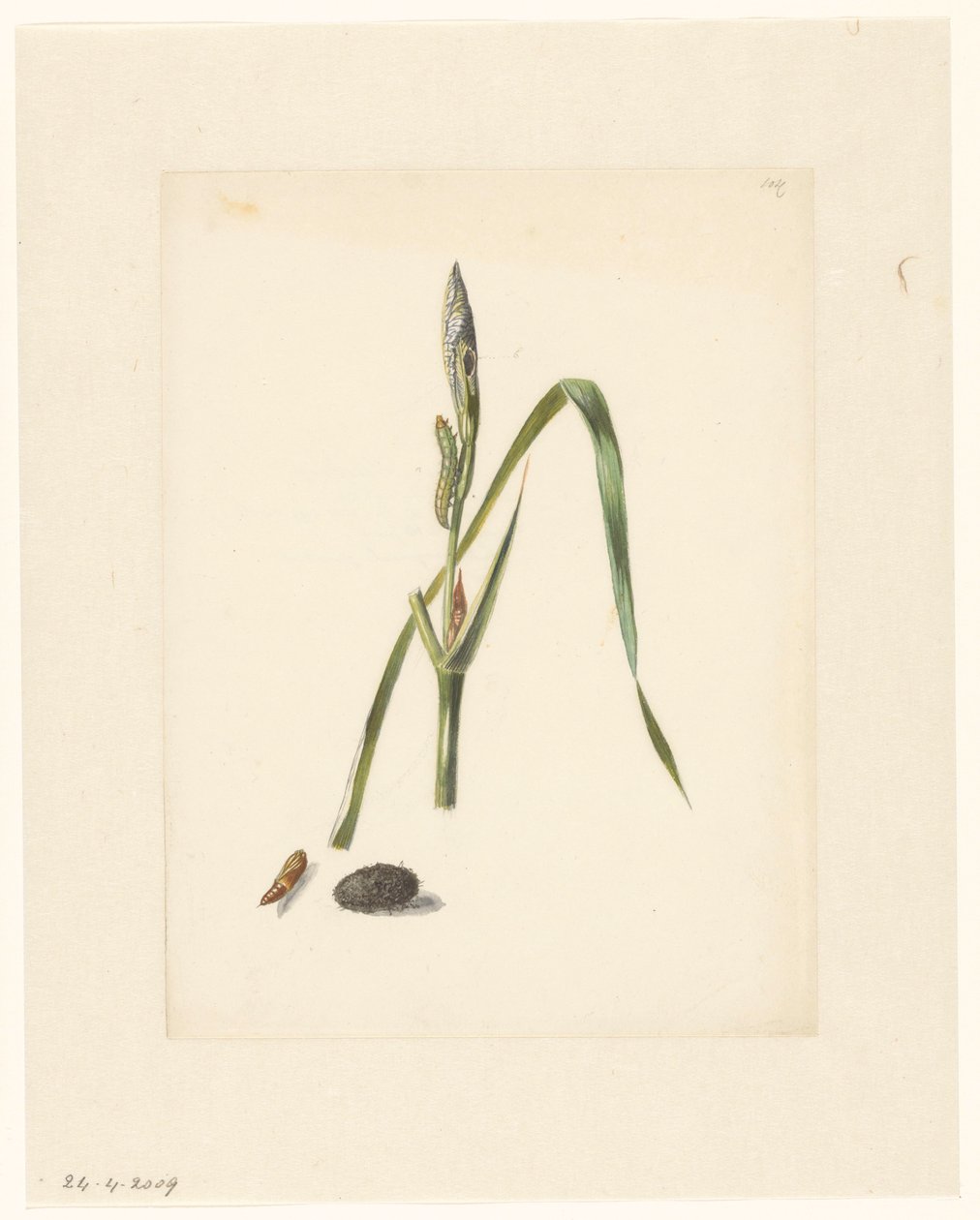 Studie von Iris mit Raupe, darunter ein Kokon und eingesponnene Raupe