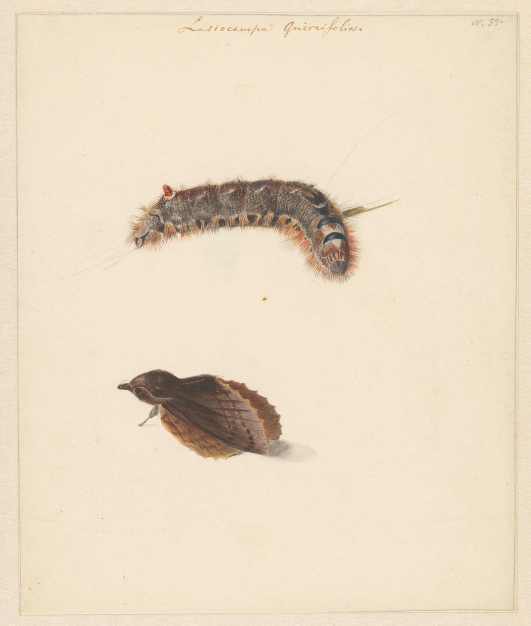 Studienblatt mit Raupe und Nachtfaltern, Lasiocampa Quireifolia von Albertus Steenbergen