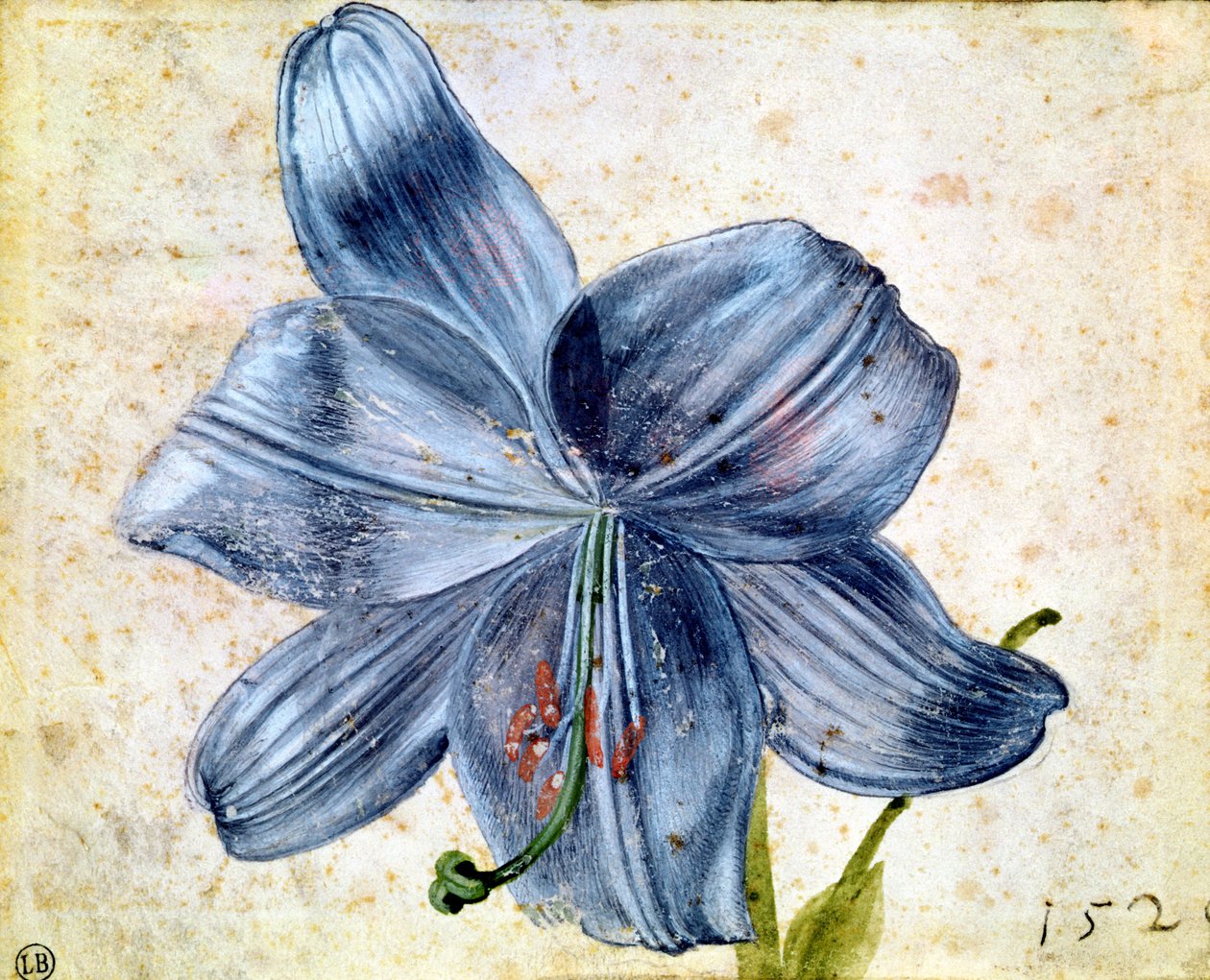 Studie einer Lilie, 1526 von Albrecht Dürer