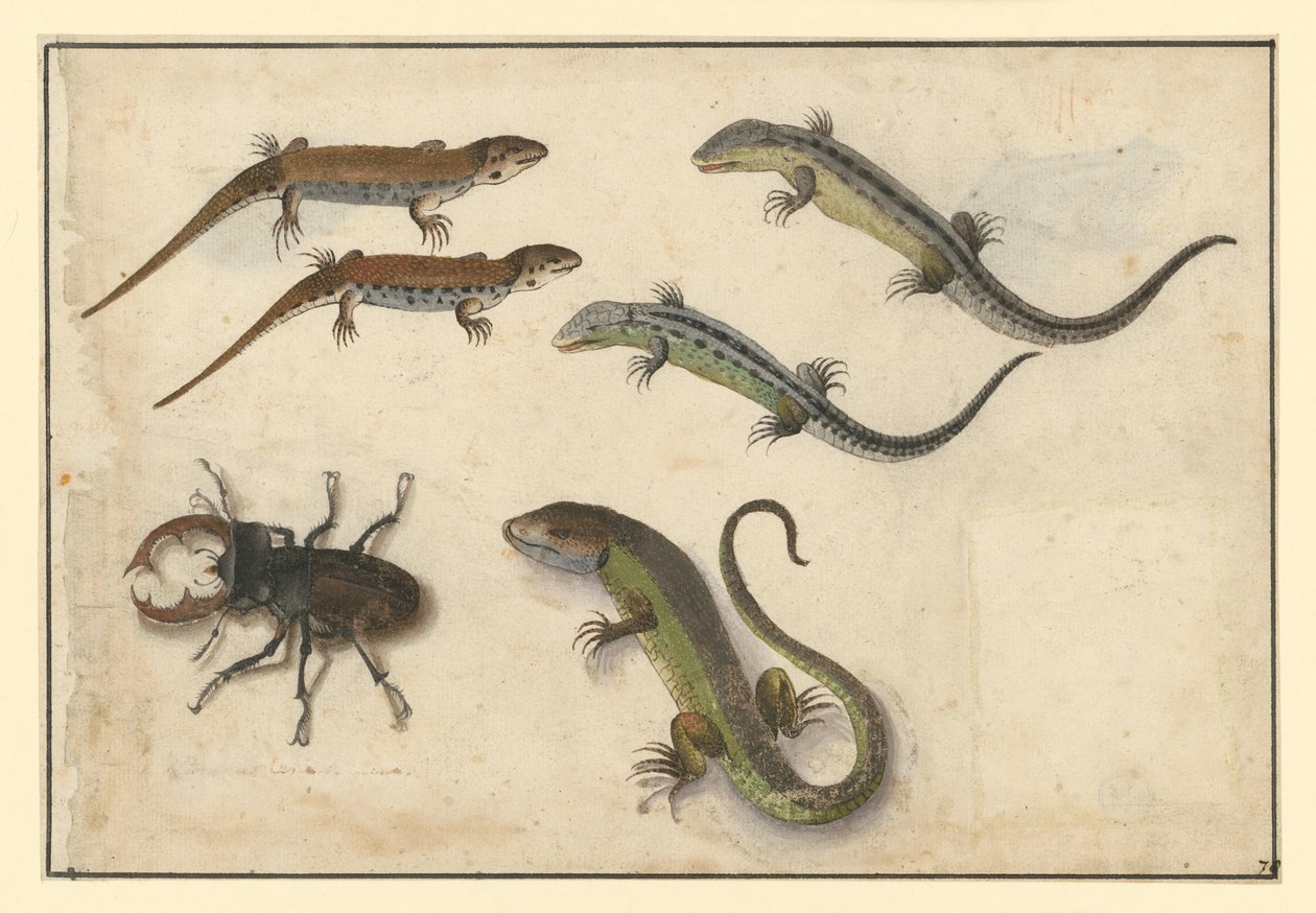 Fünf Eidechsen und (links) ein Hirschkäfer von Albrecht Dürer