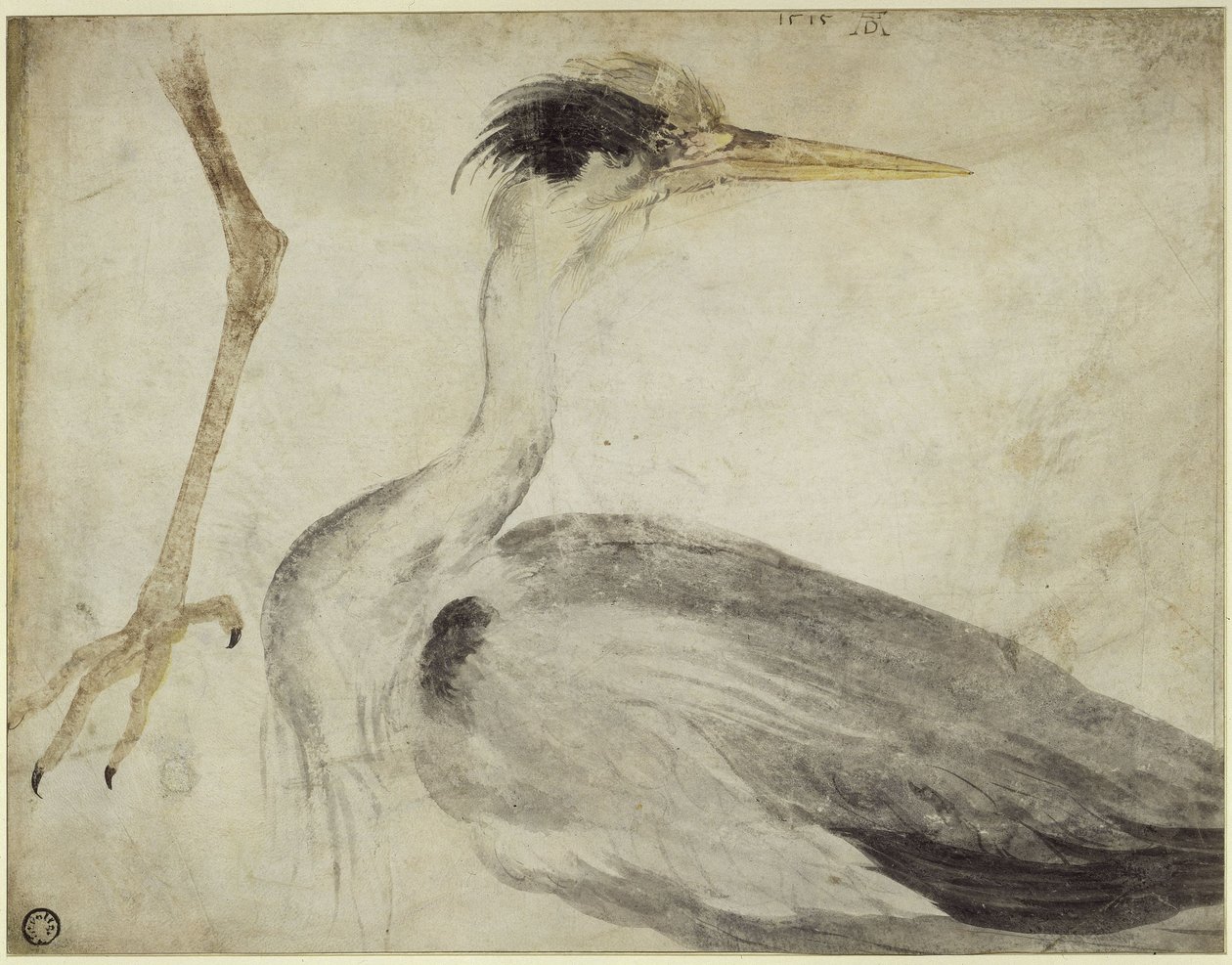 Reiher von Albrecht Dürer