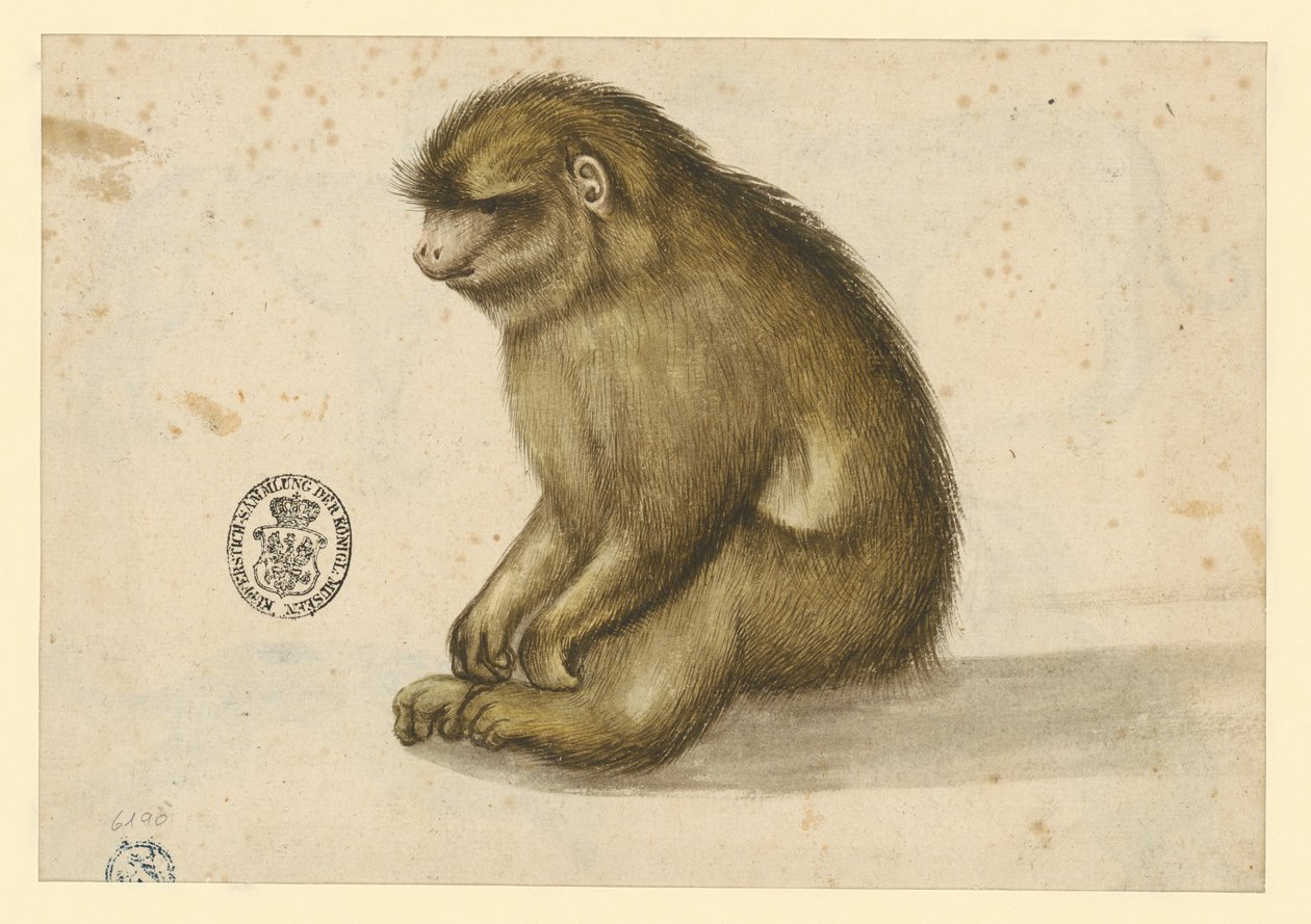 Sitzender Affe von Albrecht Dürer
