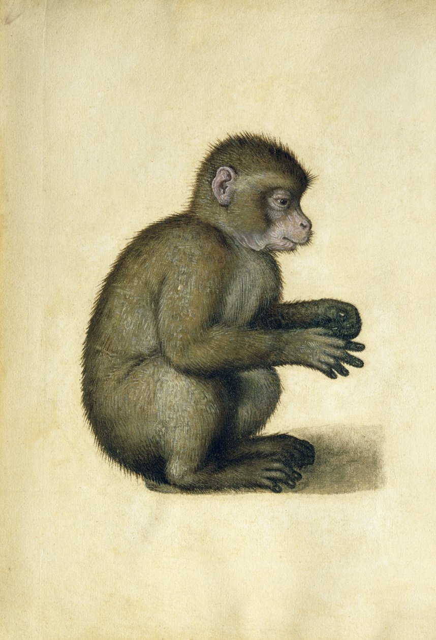 Ein Affe von Albrecht Dürer