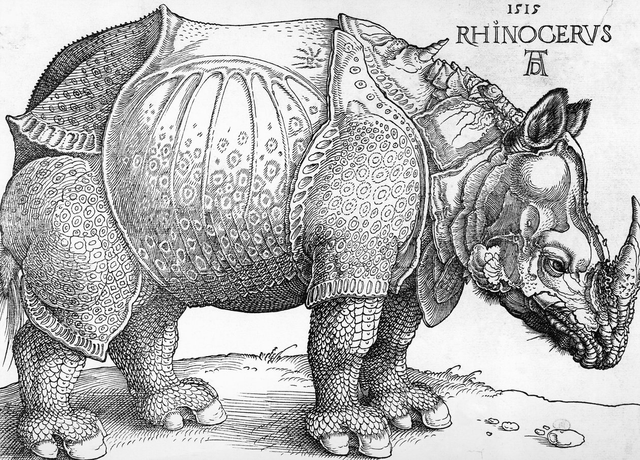 nashorn-von-albrecht-d-rer-hochwertigste-kunstreproduktion