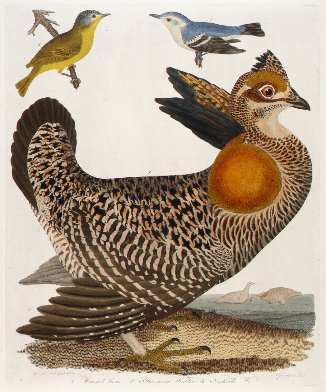 1. Präriehuhn. 2. Blaugrüner Waldsänger. 3. Nashville-Waldsänger, aus dem Buch American Ornithology von Alexander Lawson