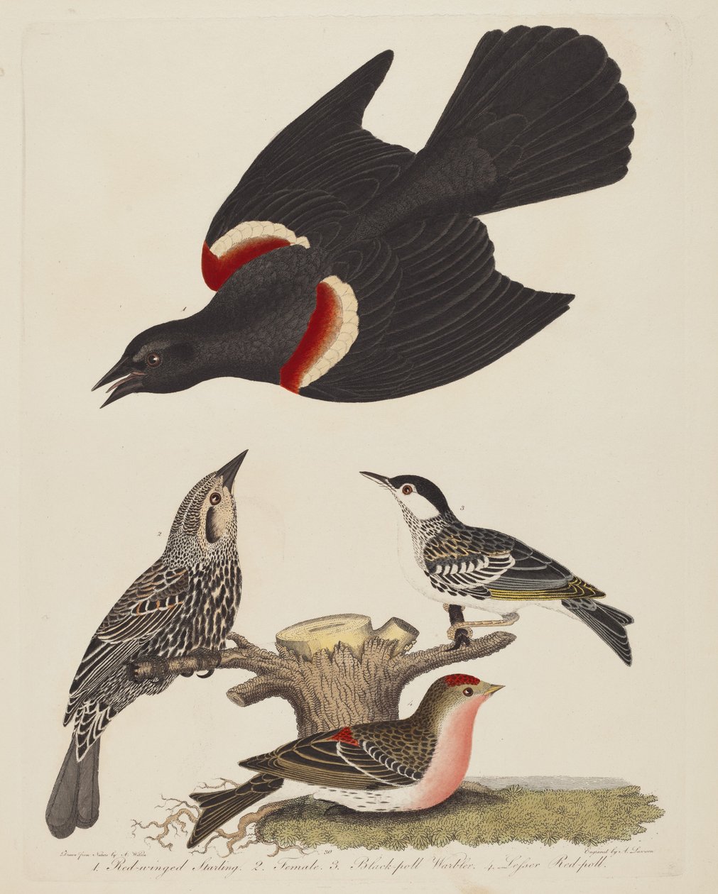 Rotflügelstärling, Weiblicher Rotflügelstärling, Schwarzkehl-Waldsänger und Kleiner..., veröffentlicht 1808-1814 von Alexander Lawson