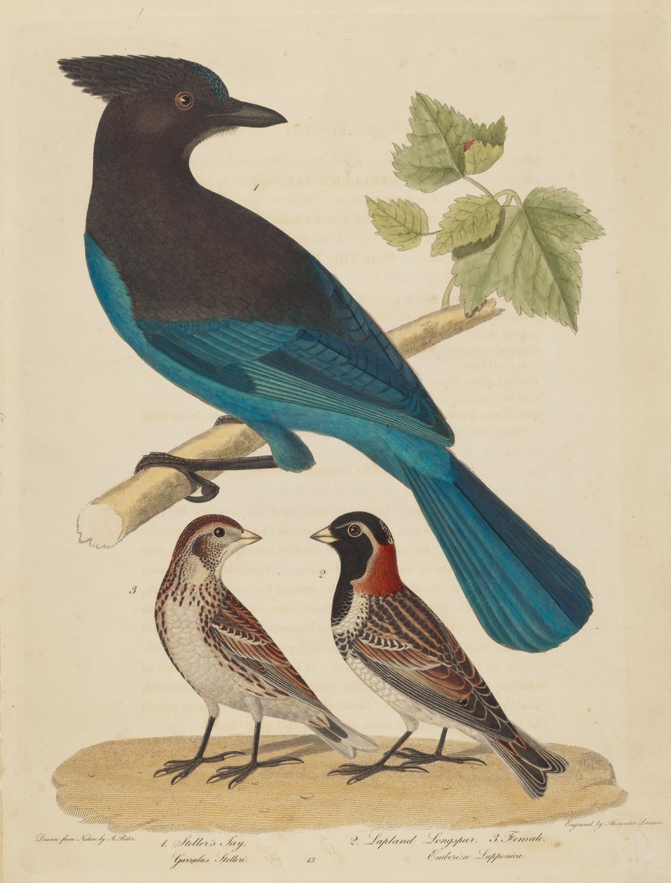 Stellers Häher, Lapplandammer und Weibchen von Alexander Lawson after Alexander Rider