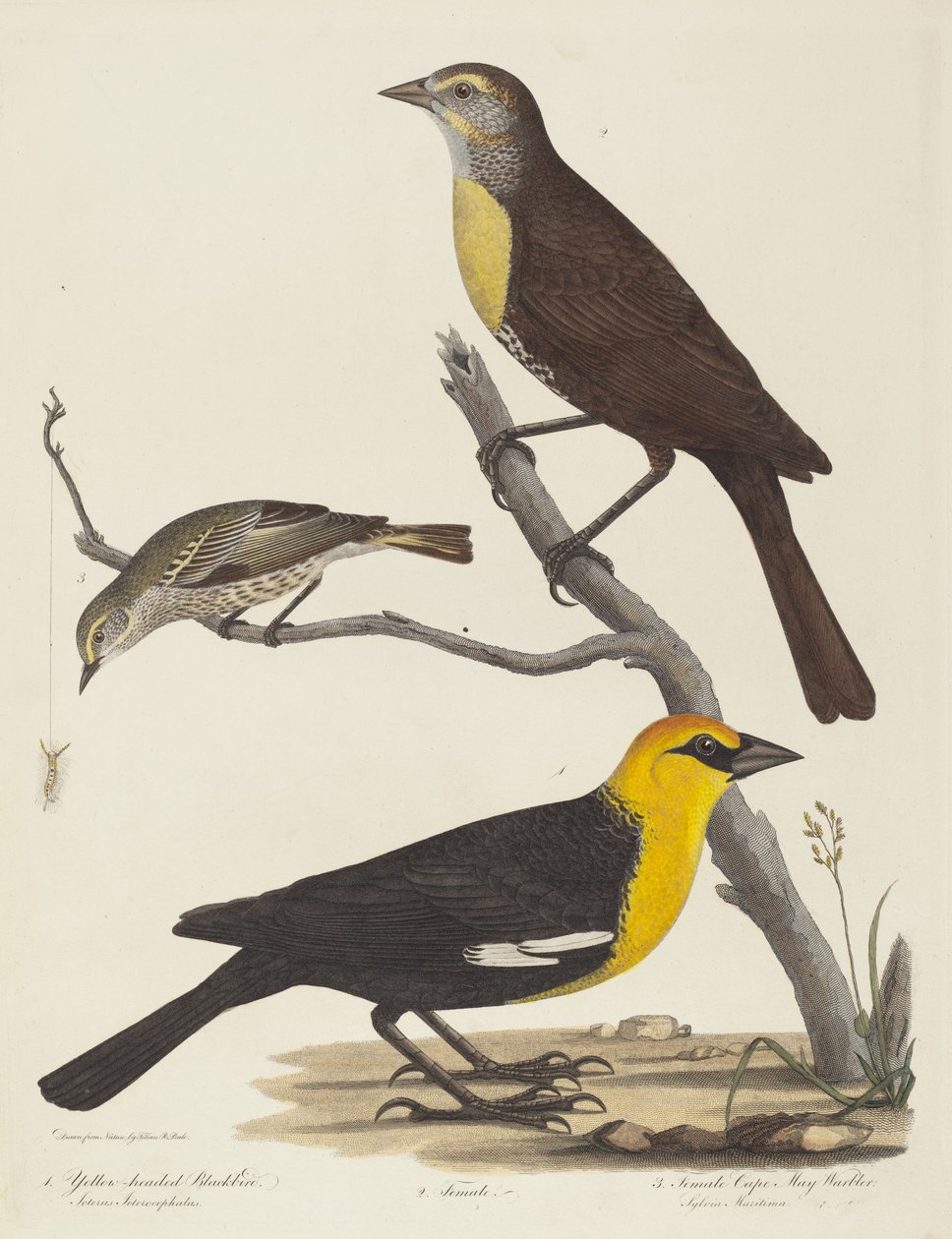 Gelbkopf-Schwarzvogel, Weiblicher Schwarzvogel und Weiblicher Cape-May-Waldsänger von Alexander Lawson after Titian Ramsay Peale