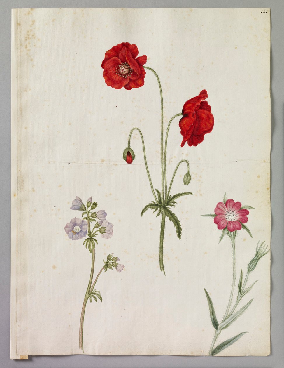 Klatschmohn, Jakobsleiter und Kornrade von Alexander Marshal