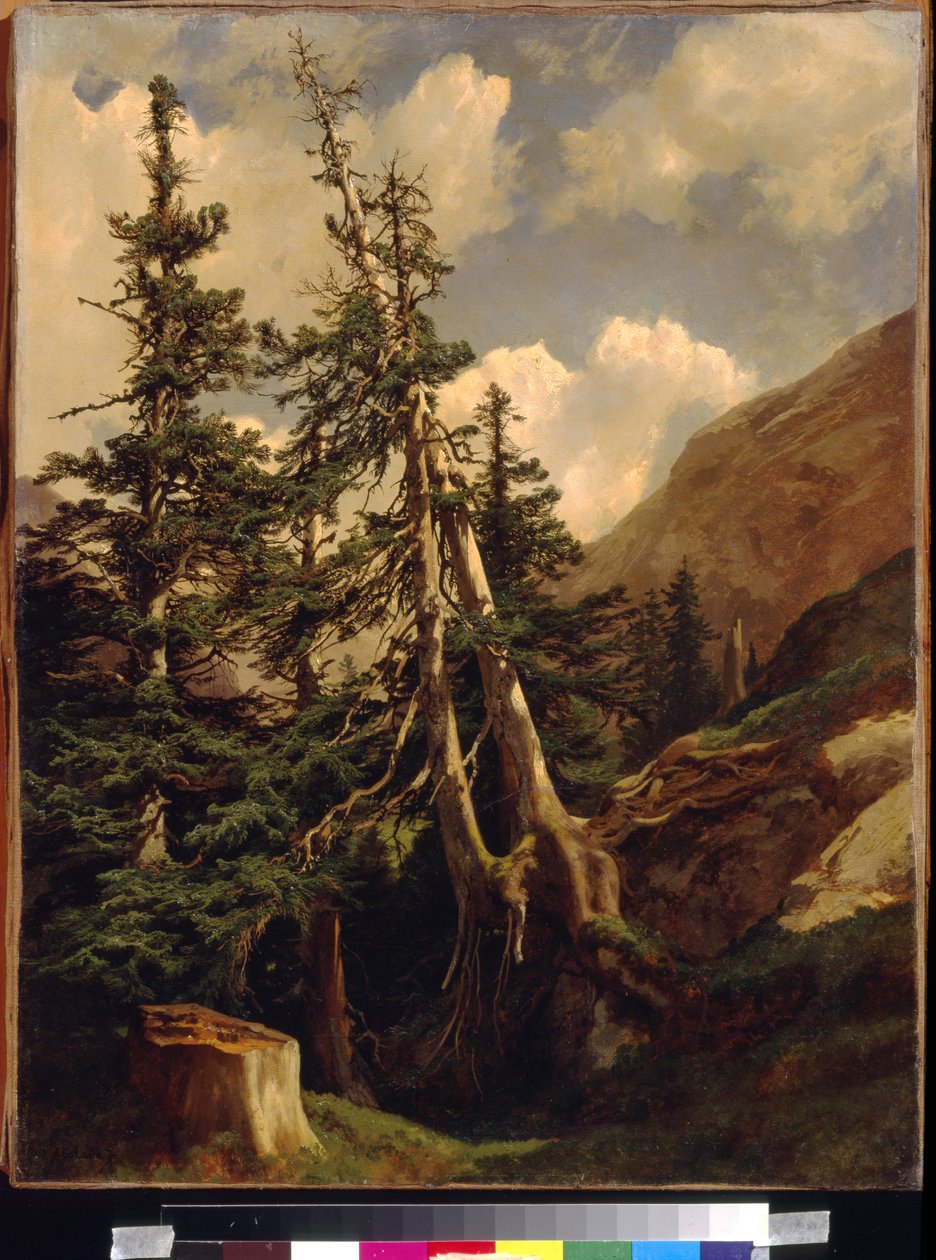 Tannen in den Bergen von Alexandre Calame