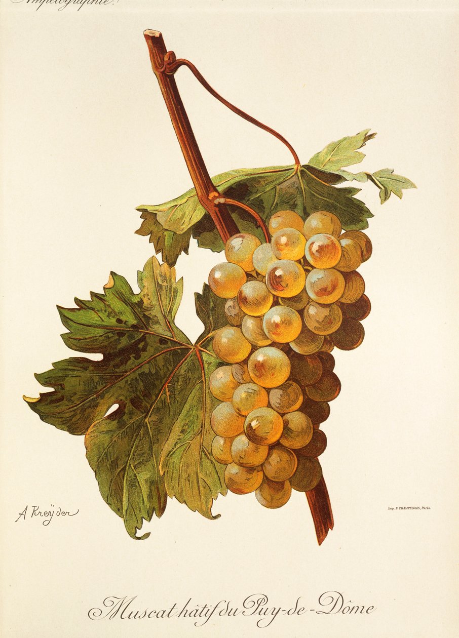 Muscat-Hatif-du-Puy-de-Dome-Traube von Alexis Kreyder