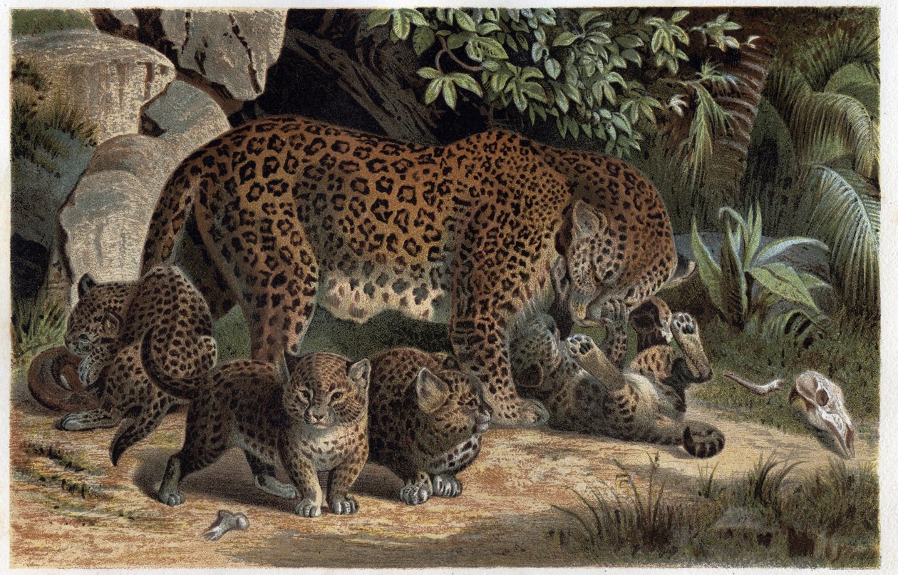 Panther und seine Jungen - Panthera, aus „Brehms Tierleben“ (Gravur) von Alfred Brehm