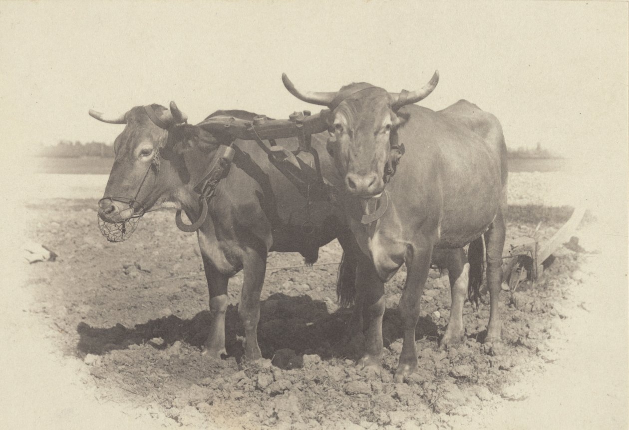 Ein Idyll von Alfred Stieglitz