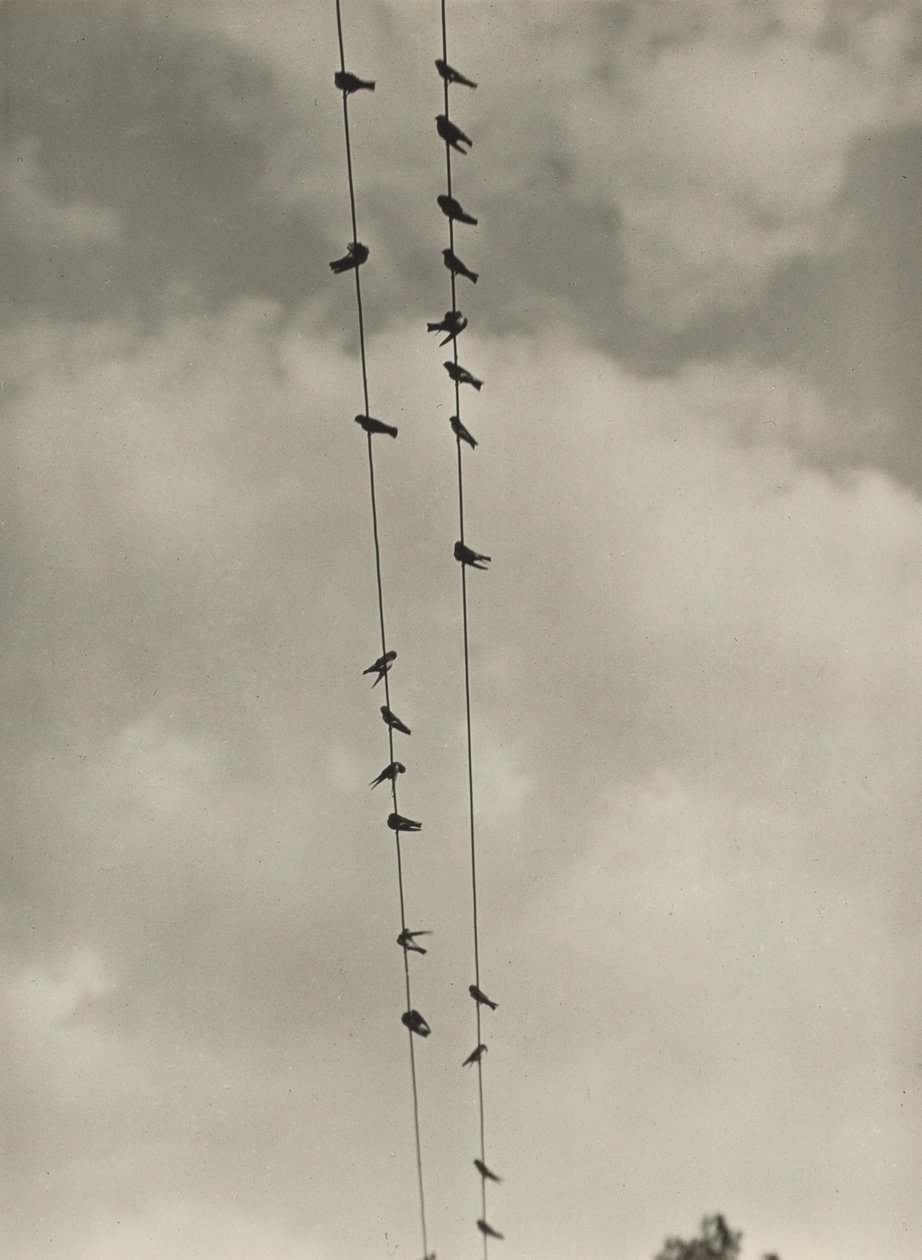 Vögel von Alfred Stieglitz