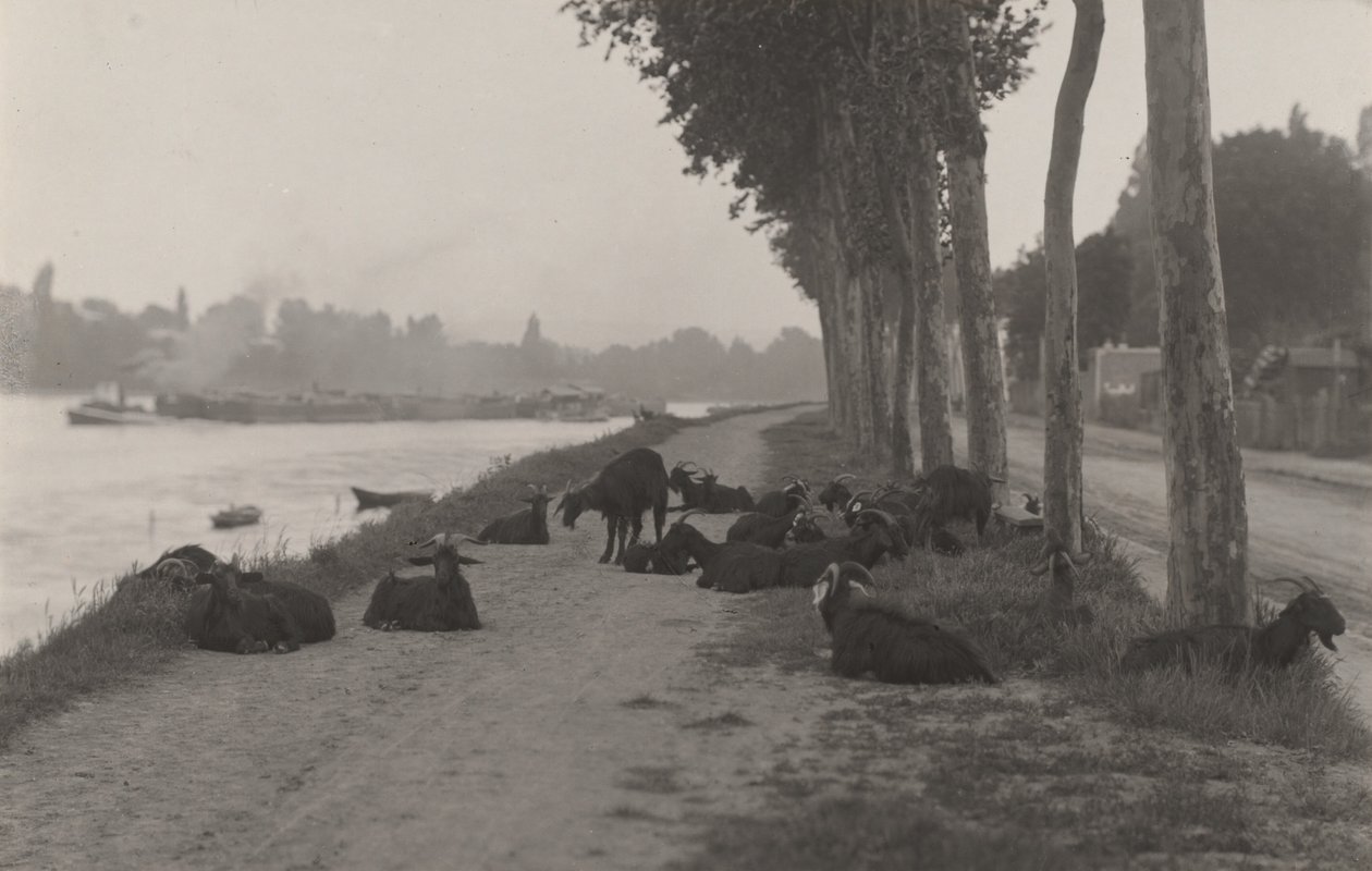 Ziegen außerhalb von Paris von Alfred Stieglitz