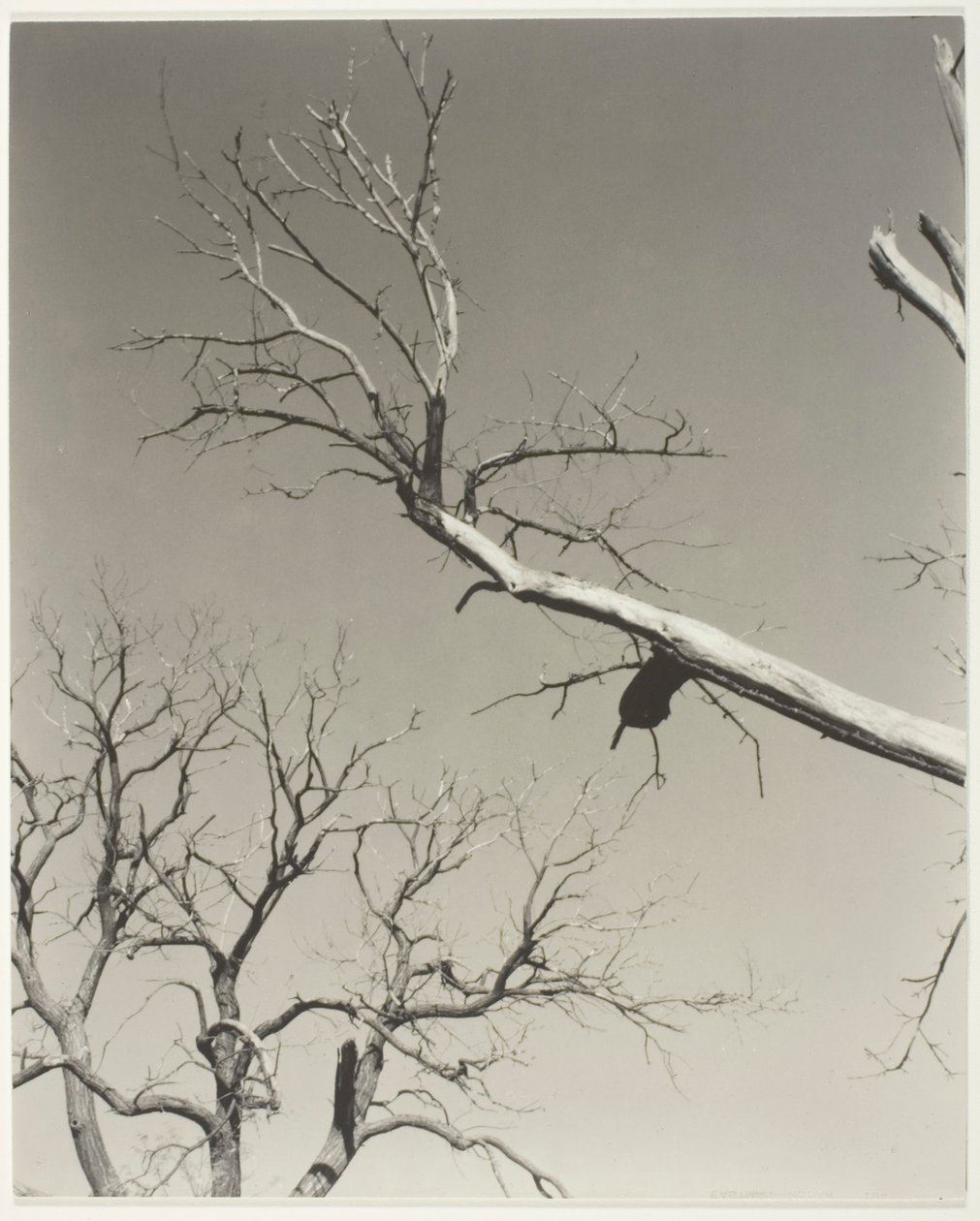 Der sterbende Kastanienbaum—Mein Lehrer von Alfred Stieglitz