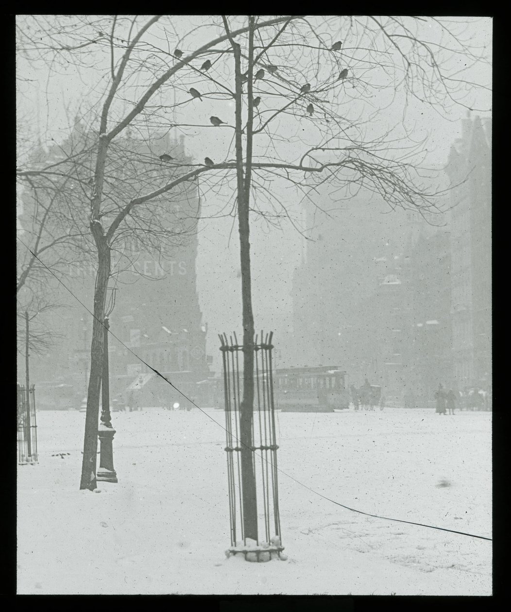 Baum im Schnee, New York City von Alfred Stieglitz