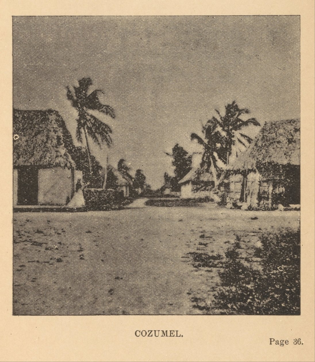 Cozumel von Alice Dixon Le Plongeon