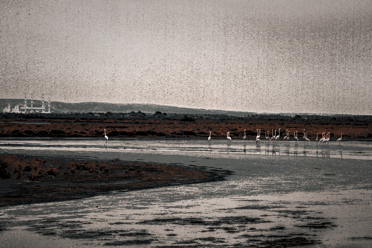 Versammlung, aus der Serie Camargue Flamingos von Alice Gur Arie